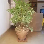 Sixth شقة شكودر