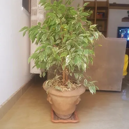 Sixth Appartement Shkodër