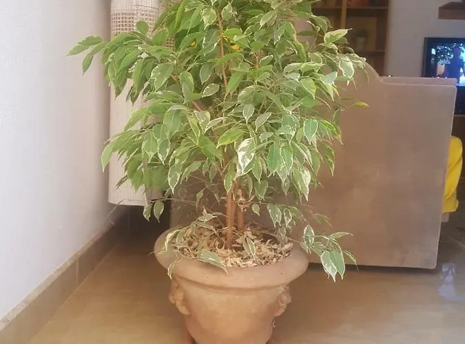 Sixth Appartement Shkodër